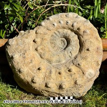 GIANT 15&quot; Peltomorphites hoplophorus Rare Ammonite Fossil, Lower Oxfordian, - £1,138.70 GBP