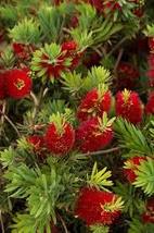 Live Plant Little John Bottlebrush Dwarf Tree Callistemon - £29.33 GBP