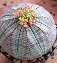 200 Seeds Astrophytum Cactus Flores Succulents Seed Bonsai Seedas Garden Beautif - £8.69 GBP