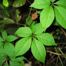 5 Virginia Creeper Ivy Plant Vine Victoria Creeper Parthenocissus Quinqu... - €16,98 EUR