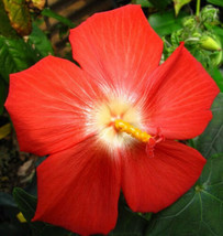 20 Seeds Abelmoschus Moschatus Abelmosk Ambrette Annual Hibiscus - £15.68 GBP