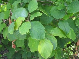 American Witch Hazel 4" pot Hamamelis virginiana image 4