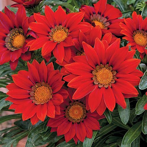 20 Seeds Red Gazania Flower Seeds Treasure Flower USA SELLER Garden - $6.22