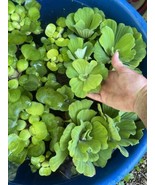SALE (1) Water Lettuce Koi Pond Floating Plants Algae COMBINE SHIPPING F... - $2.07
