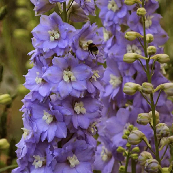 50 Lilac Ladies Delphinium Seeds Flower Seed Flowers 784 Fresh - £8.63 GBP