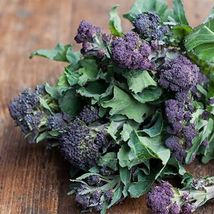 1500Purple Broccoli Seeds Sprouting Non-GMO Heirloom USA Seller - £5.98 GBP