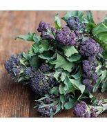 1500Purple Broccoli Seeds Sprouting Non-GMO Heirloom USA Seller - $7.49