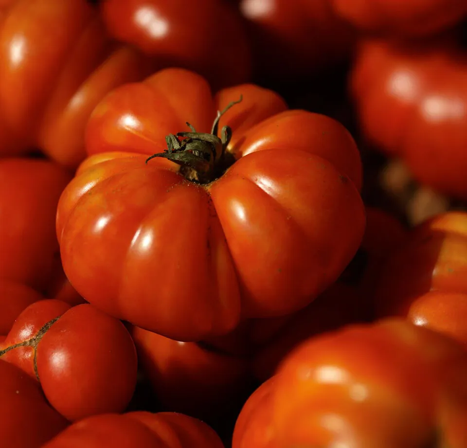 100 Fresh Seeds Costoluto Genovese Tomato - £7.60 GBP
