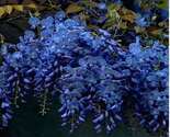 Dark Blue Wisteria seeds Vine Fast Climbing Flower Hardy Perennial Flower - $6.00