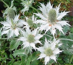 PowerOn 30+ Silver Alpine Sea Holly (Eryngium) Silver Ghost Flower Seeds / Peren - £5.77 GBP