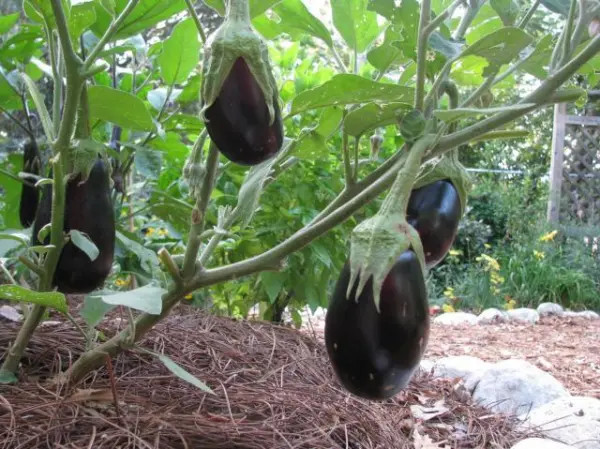 Eggplant Black Beauty 30 Seeds Free Comb. Sh Garden - £5.46 GBP