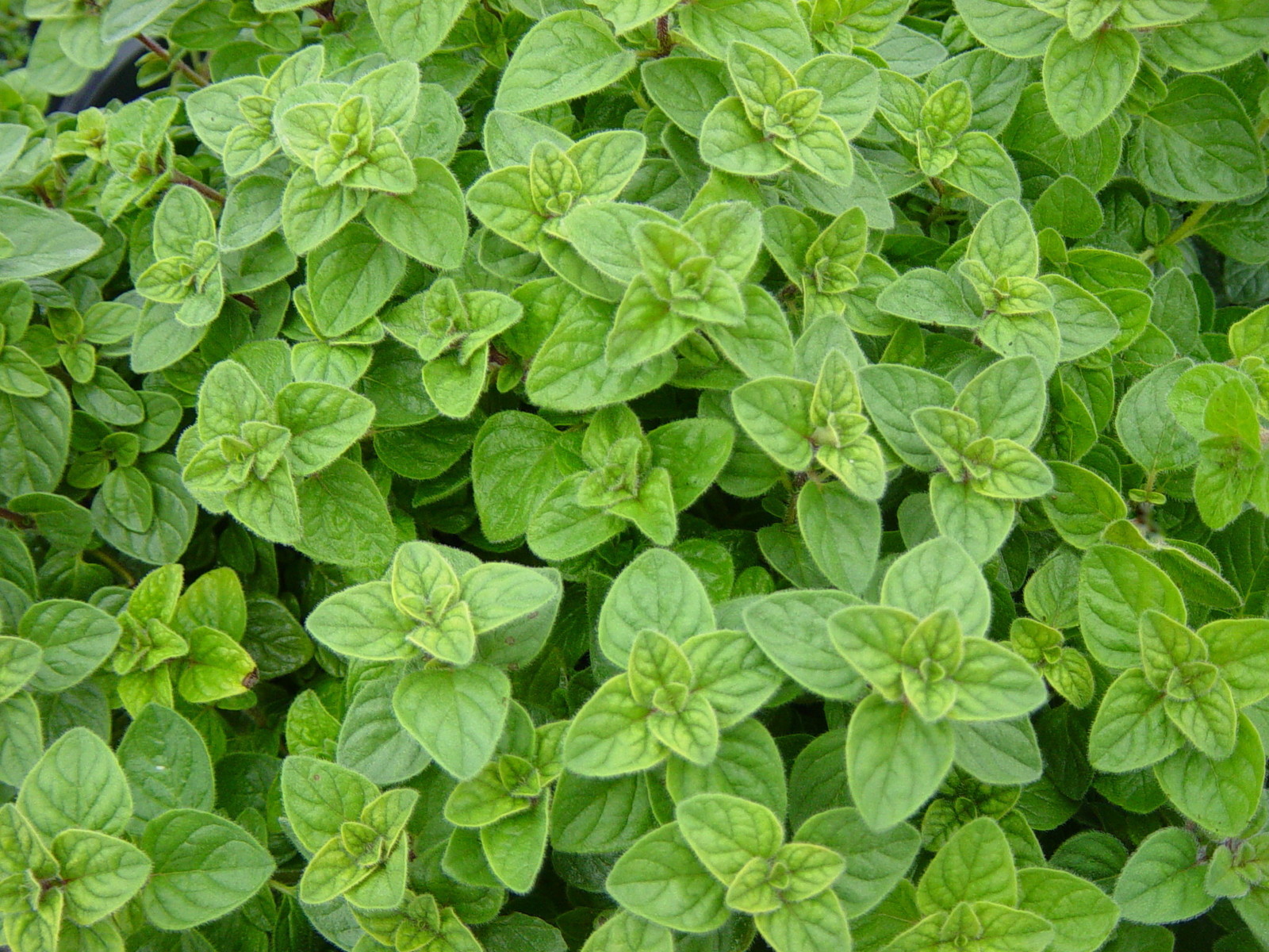 1/2 Oz Oregano Seeds Greek Herb Bulk Seed Flavorful 32000 New Fresh US S... - $39.50