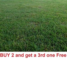 MBK Zenith Zoysia Grass 1000 Seeds Starter Sample Kit Bulk Seeds - $10.79