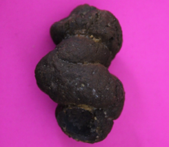 Giant Lizard Poop 5 Million Years Old Coprolite Genuine Fossil Dino Girl... - $29.99
