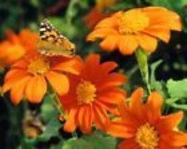 25 Fresh Seeds Mexican Torch Sunflower - £7.47 GBP