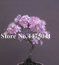 10 pcs Mini Bonsai Sakura Flower Seeds - Water Pink Flowers FRESH SEEDS - £6.72 GBP