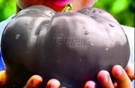 US Seller 100 Giant Tomato Seeds For Tomatoes Fruits And Vegetables New Fresh Se - $12.36