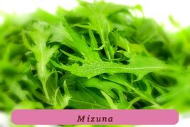 600 Mizuna Seeds Mustard Greens Peppery Flavor Mild Flavor Salads Light - $52.21 MXN