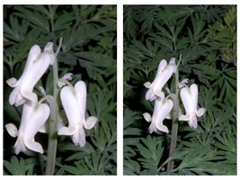 5 Squirrel Corn Dicentra canadensis Bulbs Roots NATIVE WOODLAND WILDFLOW... - £27.17 GBP