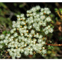 3 Seeds Verticordia Eriocephala White Lambswool Wild Cauliflower Cream White Flo - £4.80 GBP