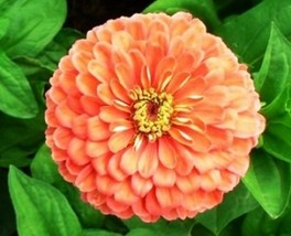 100 Pcs Salmon Queen Zinnia Flower Seeds #MNSS - £11.98 GBP