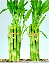 6 Stalks Lucky Bamboo, 8&quot; Long, Easy Care Indoor Water Plant Feng Shui, GIFT - £29.65 GBP