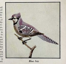 Blue Jay Bird Print 1931 Blue Book Birds Of America Animal Corvids Art P... - $24.99