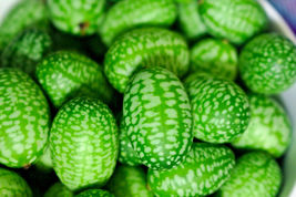 10 Seeds CUCAMELON Melothria Scabra Mouse Melon Mexican Mini Watermelon Fruit - £13.59 GBP