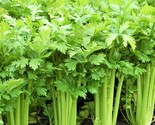 Tall Utah 52 Celery Seeds 1,000 Seeds Non-Gmo Fast Shipping - $7.99