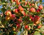 Siberian Crab Apple Malus Baccata Edible Bonsai |15 Seeds - $8.99