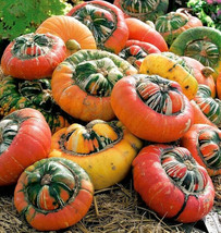 SDC Turk&#39;S Turban Pumpkin Seeds Turk Cap Hat Garden Winter Squash Gourd ... - $14.20