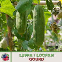 SEPTH 10 Luffa Loofah Gourd Seeds, Heirloom, Open-Pollinated, Genuine USA - £5.64 GBP