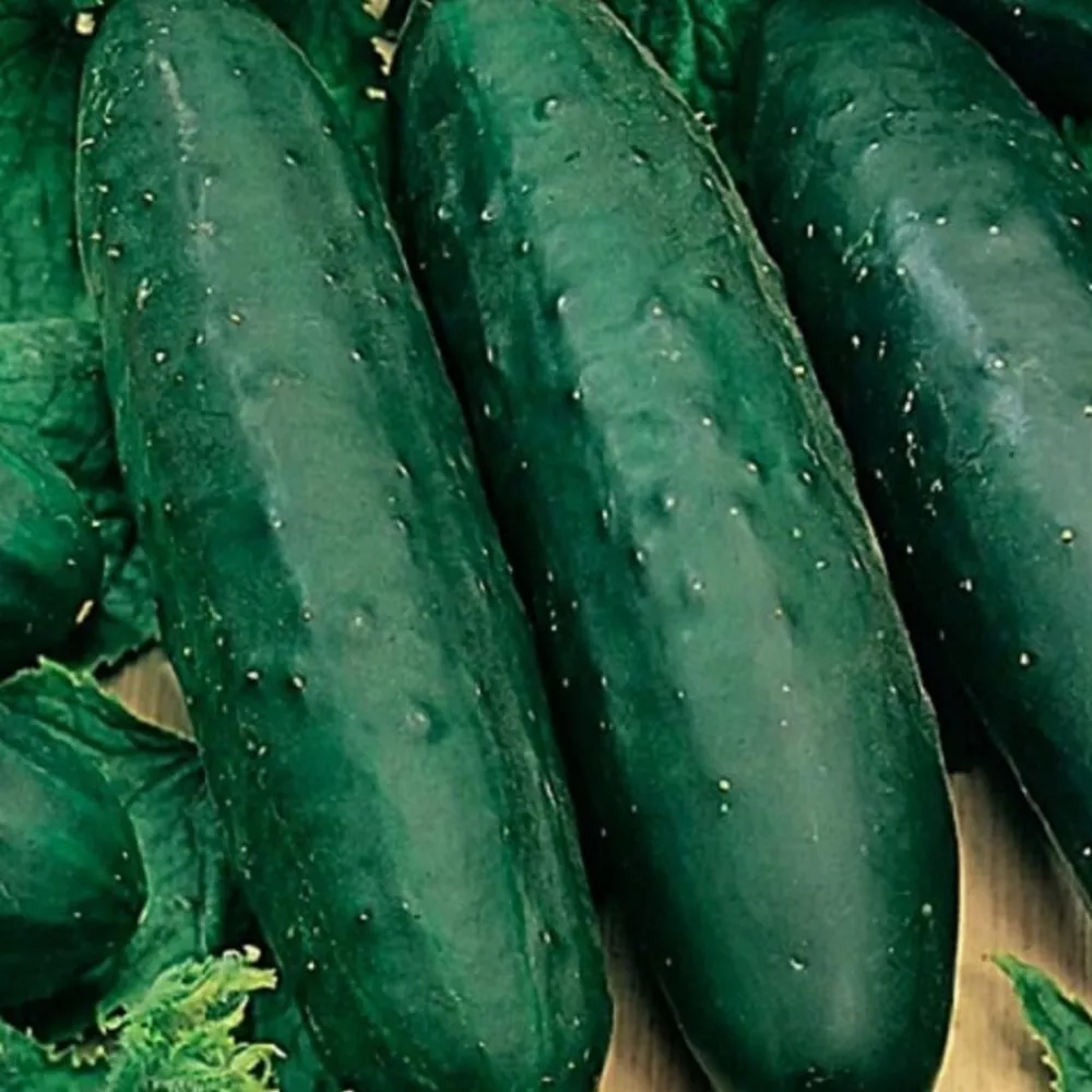 Semilir 10 Marketmore 76 Cucumber Seeds Non-Gmo Cucumber Vegetable Suppl... - £7.39 GBP