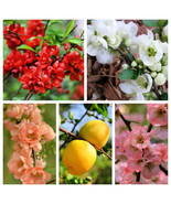 VP Flowering Quince Fruit Shrub Pink Red White Orange Chaenomeles Specio... - £3.76 GBP