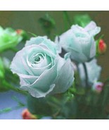 Mint green roses seeds- 20 seeds- code 447 - $110.24 MXN Mint green roses seeds- 20 seeds- code 447 - $110.24 MXN