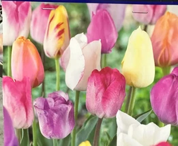 Tulip Pastel Romance Mix 5 Flower Plant Bulbs Pink Purple White Salmon Y... - $23.00