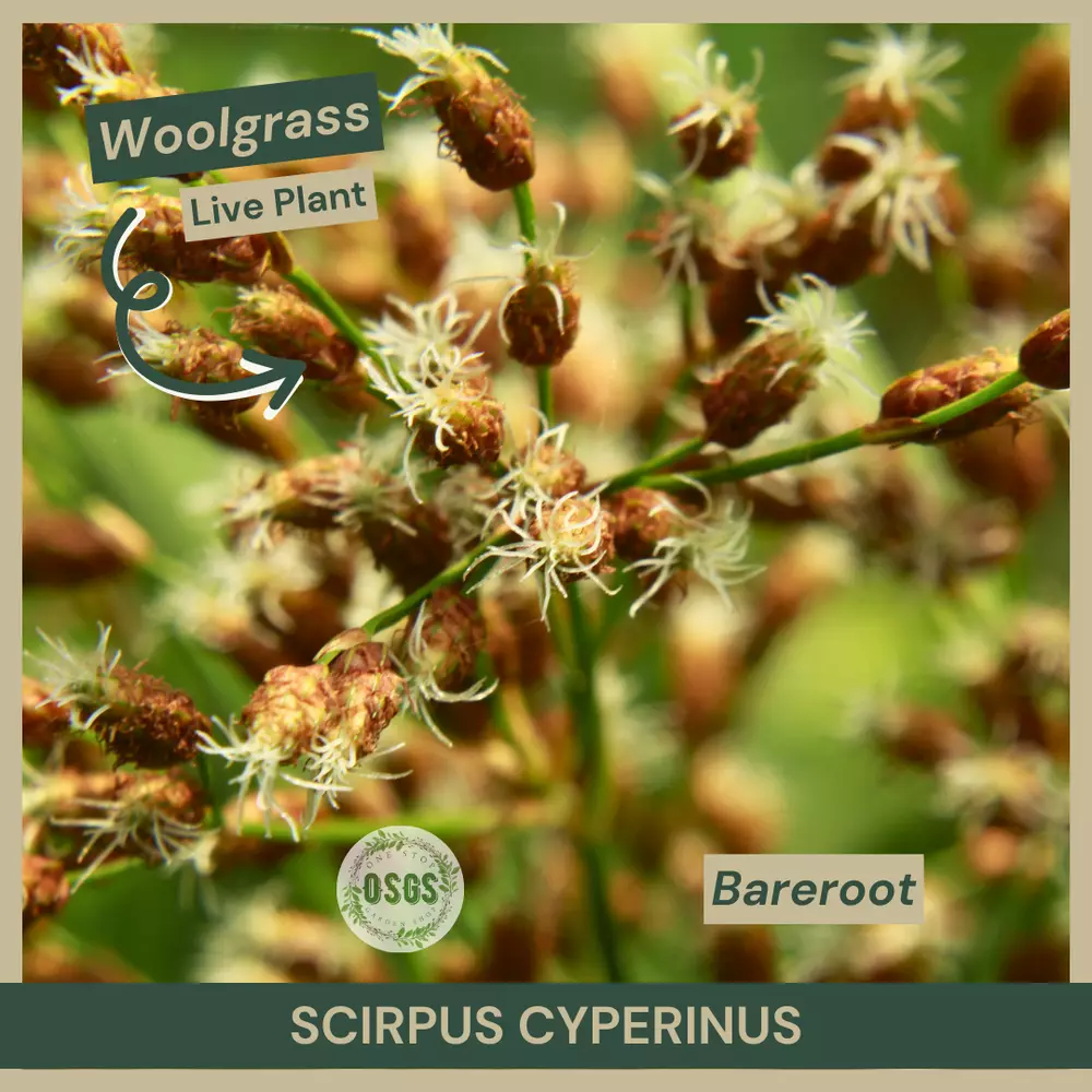 Bareroot Scirpus cyperinus Woolgrass Plant Native Sedge - $16.84