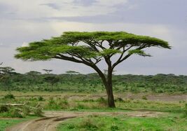 Umbrella Thorn Acacia Acacia tortilis 20 Seeds - €13,49 EUR