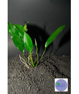 ANUBIAS CONGENSIS -Freshwater Aquatic Live Plants - €3,80 EUR