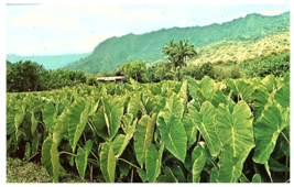 View of a Beautiful Green Taro Patch for Making Poi Hawaii Postcard - £4.64 GBP