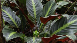 25 Ecuadoriana Calathea Seeds Non-GMO, Heirloom, Fast Shipping - $8.96