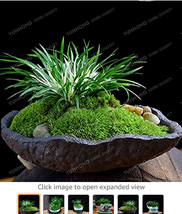 Acorus Gramineus Seeds Bonsai Study Office Green Planting Mini Potted Bonsai Pur - $11.16