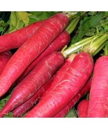 Radish Red Arrow Select 50 - 1,000 Seeds Pink Daikon Mild 40 days Microg... - $2.14+