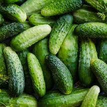 50+ Seeds Cucumber Boston Pickling Vegetable NON-GMO - £9.36 GBP