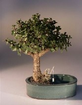 Baby Jade Bonsai Tree  Land/Water Pot - Medium   (Portulacaria Afra)  - $49.95