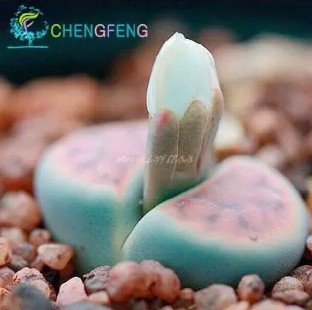 Primary image for Usa-Seller 30Pcs Meat plant stone flower Seeds family garden (Sd#3)