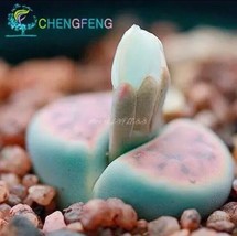 Usa-Seller 30Pcs Meat plant stone flower Seeds family garden (Sd#3) - £6.06 GBP