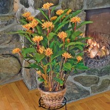 15 Seeds Golden Brush Flowers Fresh Seeds - $10.00