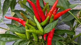 SEED- Yatsufusa or Yatzy Hot Pepper- Chilies Japones- For Shichimi Togar... - $5.01+