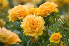 50 Golden Rose Flower Seeds for Garden - $10.00